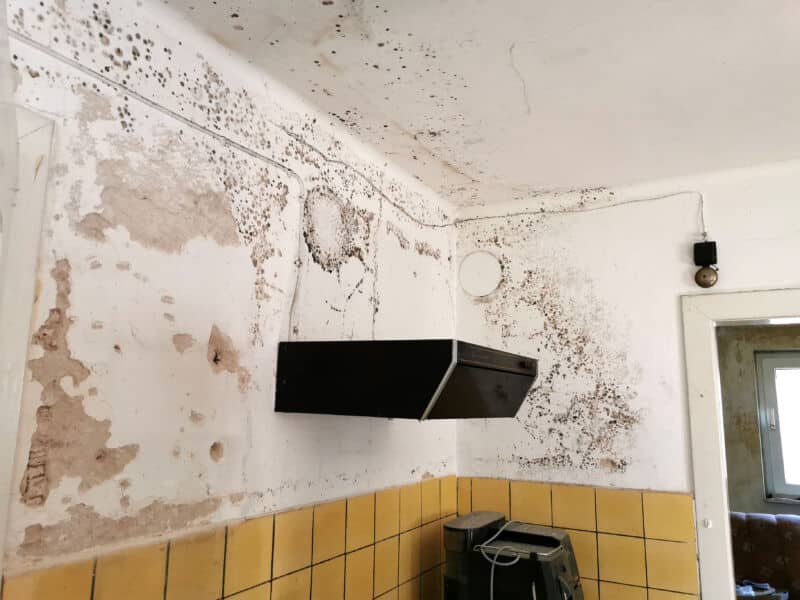 Mold in Apartments