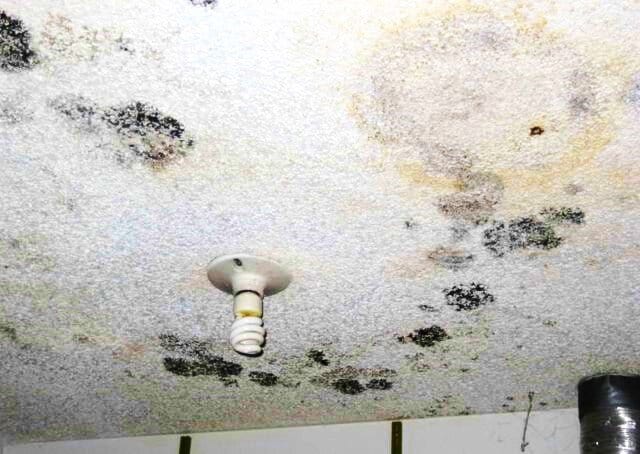 what causes mold in an apartment