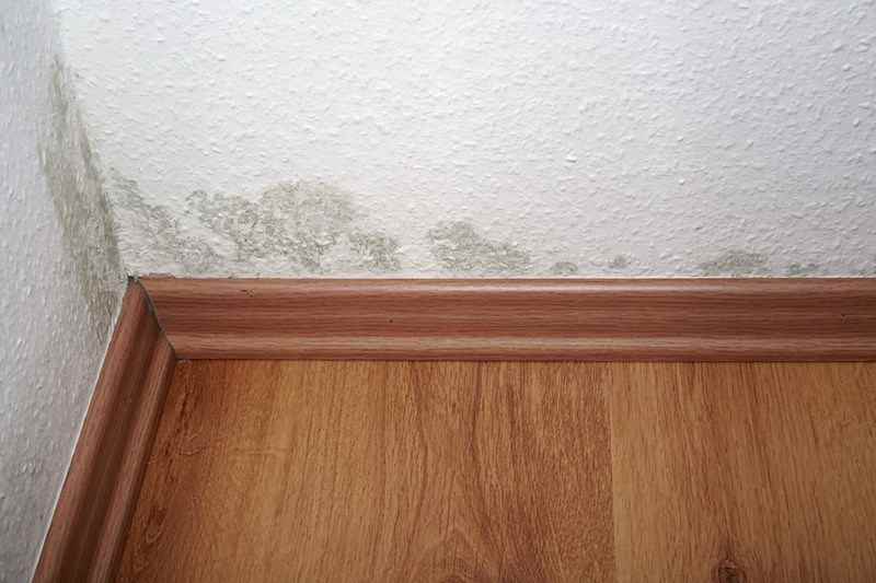 Document Mold in Your Apartment